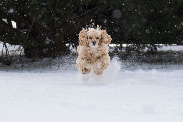 Cocker spaniel running in snow